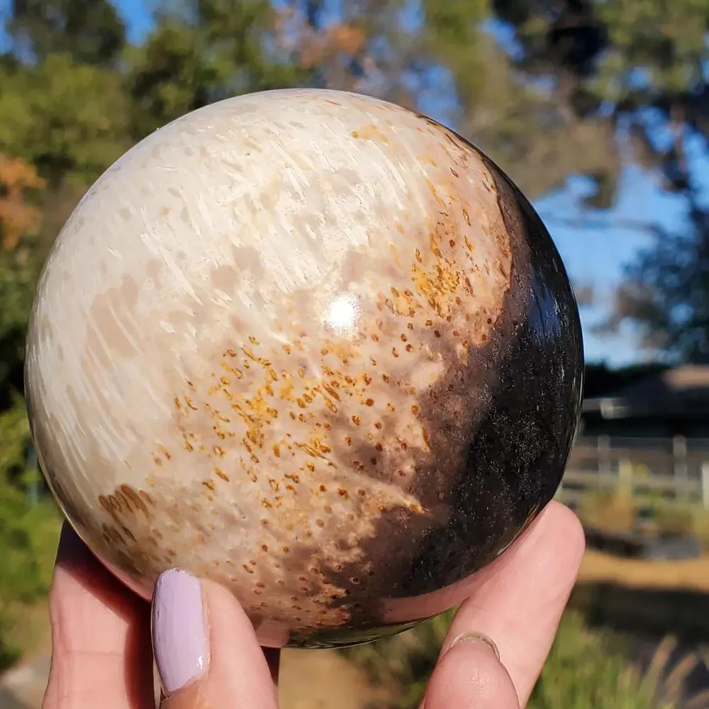 Large Petrified Palm Root Wood Fossil Crystal Sphere Indonesian 714 grams | 82mm